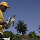 Image for article titled Penguins Flying in Military Planes from Brazil's Beaches to the South Atlantic